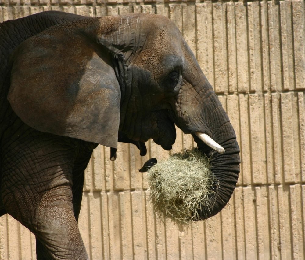 An elephant eating hay at the zoo behind a wooden fence