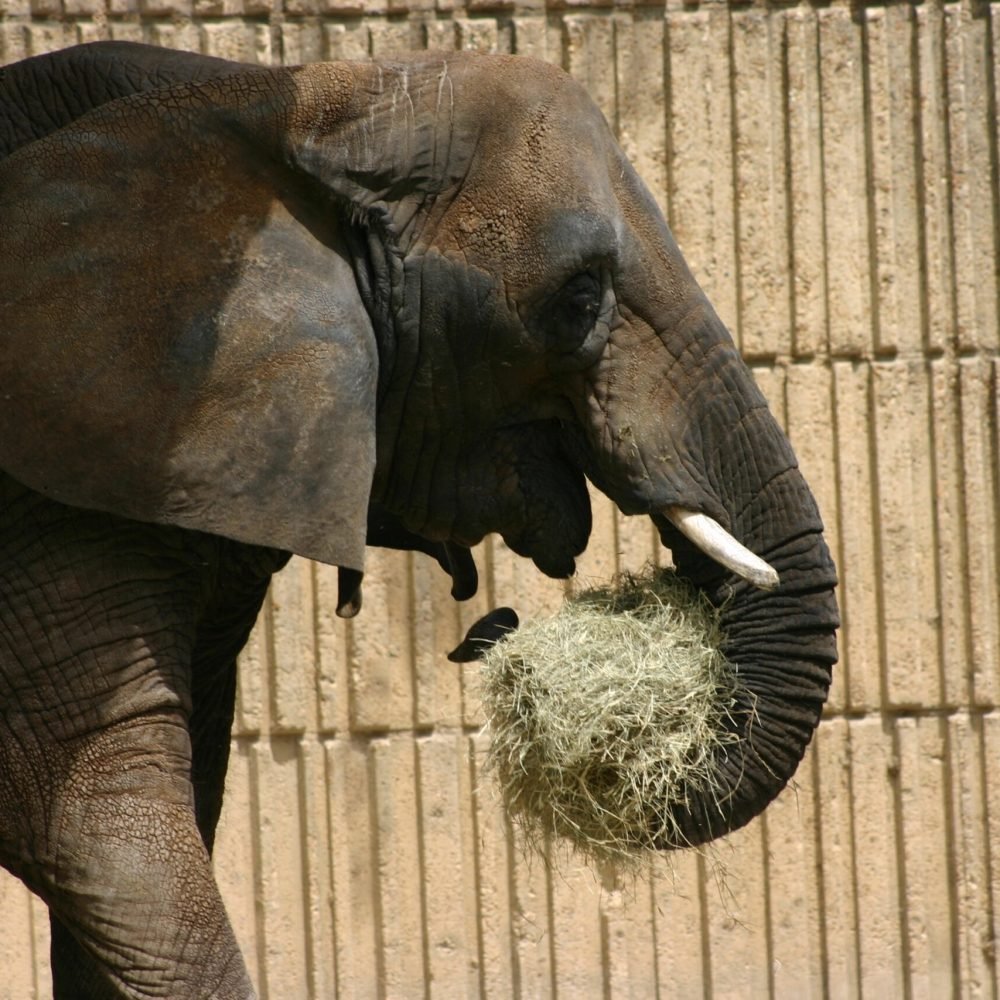 An elephant eating hay at the zoo behind a wooden fence